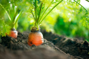 Carrots by (c) Can Stock Photo / Subbotina